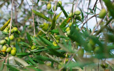 Diccionario de términos relacionados con el aceite de oliva