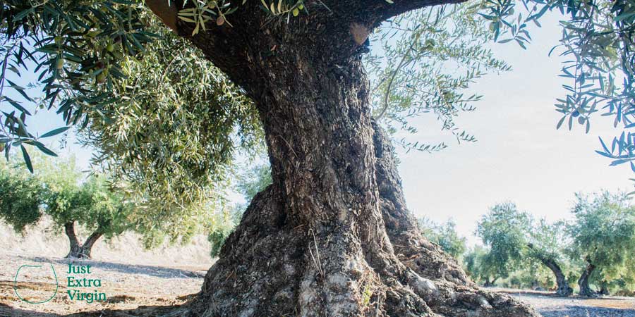 Un tronco de olivo de olivar tradicional