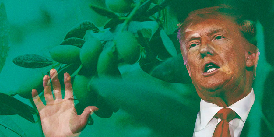 Trump vuelve a la Casa Blanca: ¿a qué se enfrenta el sector del olivar español?